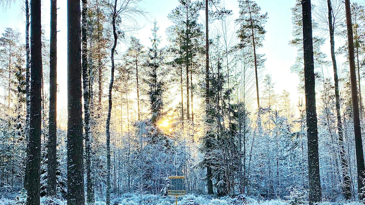 trees covered by snow