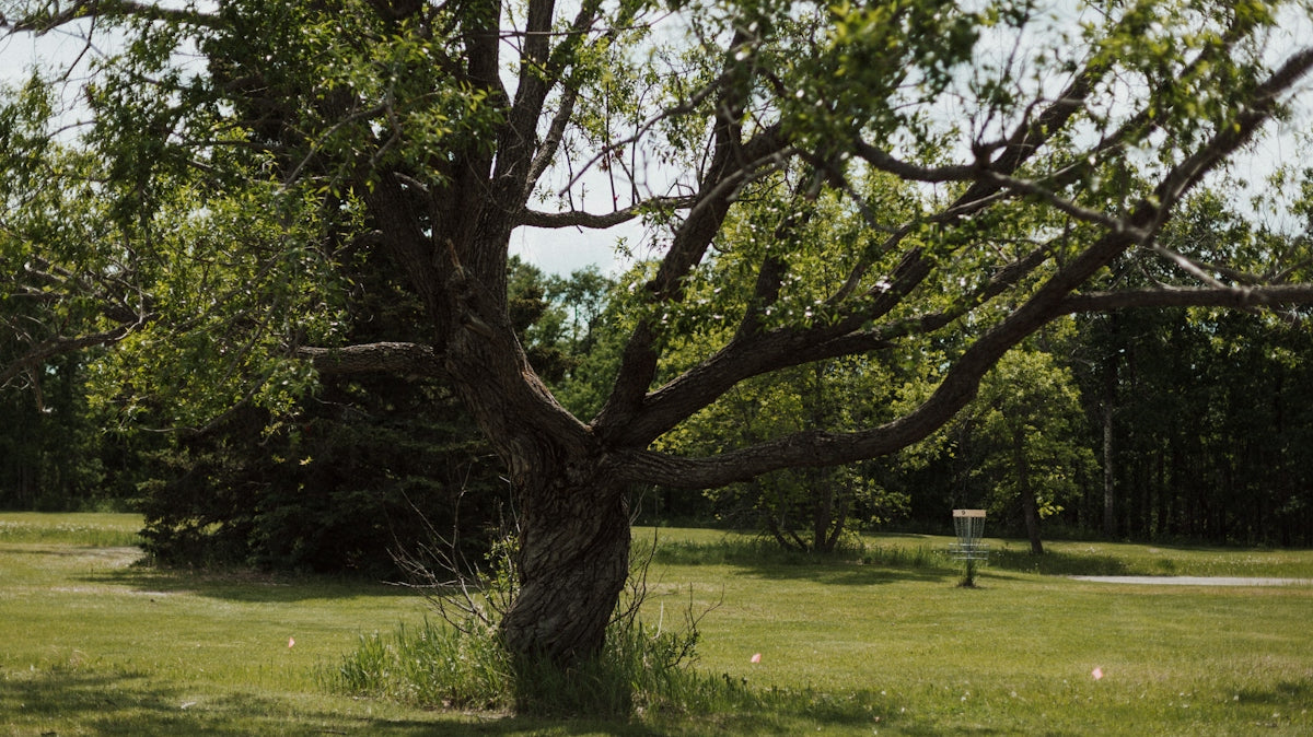 a large tree in a park